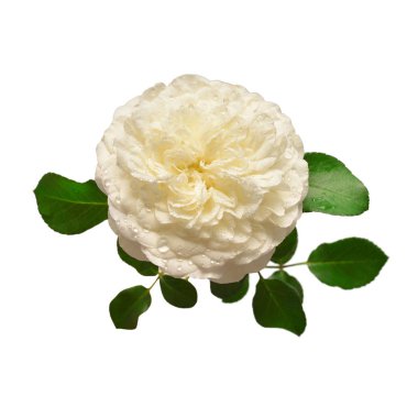 Beyaz bir arka plan üzerinde beyaz gül David Austin izole. İle güzel narin çiçek yaprakları ve düşer. Yaratıcı bahar ve yaz konsepti. Hediye, Sevgililer günü. Düz yatıyordu, en iyi görünümü