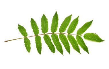 Şube ile beyaz arka plan üzerinde izole yaprakları astilba. Dal yeşil yaprak. Bahar zamanı. Düz yatıyordu, en iyi görünümü