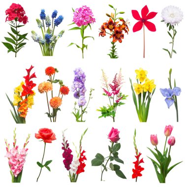 Koleksiyon güzel çeşitli aster, papatya, gül, phlox, karanfil, delphinium, Glayöl, lily, haşhaş, nergis, muscari ve beyaz arka plan üzerinde izole Siklamen çiçekler. Düz yatıyordu, en iyi görünümü