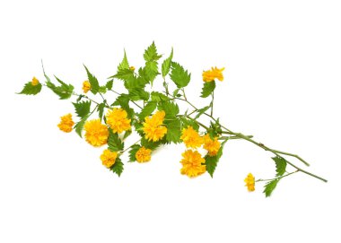 Dal çiçek kerria japonica beyaz arka plan üzerinde izole. Bahar zamanı. Paskalya. Çiçek desenli, nesne. Düz yatıyordu, en iyi görünümü