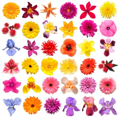 Koleksiyon çiçek gül, iris, lily, gerbera, Kasımpatı, Yıldızçiçekleri, Siklamen, beyaz bir arka plan üzerinde izole nergis. Yaratıcı bahar kompozisyon, Paskalya, Sevgililer günü. Düz yatıyordu, en iyi görünümü