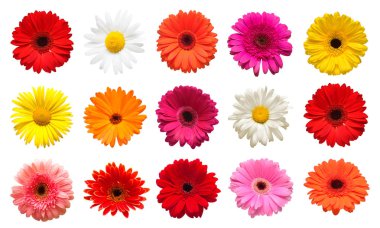 Koleksiyon baş çiçek papatya, gerbera ve beyaz arka plan üzerinde izole calendula. Moda yaratıcı çiçek kompozisyon. Yaz, Bahar. Düz yatıyordu, top vie