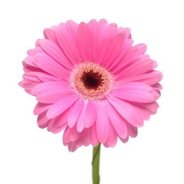 Beyaz arka plan üzerinde izole sarı gerbera çiçek. Düz yatıyordu, en iyi görünümü