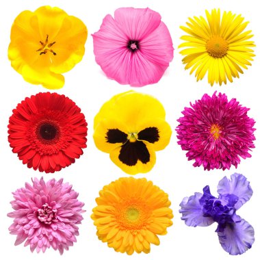 Çiçekler güzel papatya, iris, Hercai Menekşe, Lale, gerbera, Kasımpatı, yıldız çiçeği, beyaz arka plan üzerinde izole lavatera topluluğu başkanı. Kartı Paskalya. Bahar zamanı ayarlayın. Düz yatıyordu, en iyi görünümü