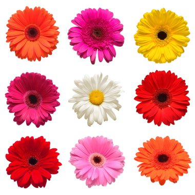 Koleksiyon baş çiçek papatya, gerbera ve beyaz arka plan üzerinde izole calendula. Moda yaratıcı çiçek kompozisyon. Yaz, Bahar. Düz yatıyordu, top vie