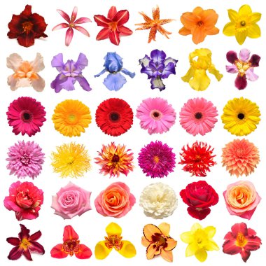 Koleksiyon çiçek gül, iris, lily, gerbera, Kasımpatı, Yıldızçiçekleri, beyaz bir arka plan üzerinde izole nergis. Yaratıcı bahar kompozisyon, Paskalya, Sevgililer günü. Düz yatıyordu, en iyi görünümü