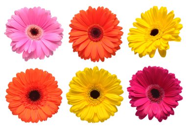 Koleksiyon güzel narin çiçekler gerbera beyaz arka plan üzerinde izole. Moda yaratıcı çiçek kompozisyon. Yaz, Bahar. Düz yatıyordu, en iyi görünümü