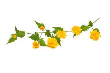 Dal çiçek kerria japonica beyaz arka plan üzerinde izole. Bahar zamanı. Paskalya. Çiçek desenli, nesne. Düz yatıyordu, en iyi görünümü