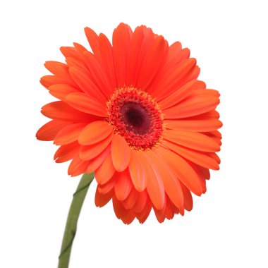 Beyaz arka plan üzerinde izole turuncu gerbera çiçek. Düz yatıyordu, en iyi görünümü