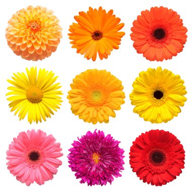 Çiçekler güzel papatya, calendula, gerbera, Kasımpatı, yıldız çiçeği, papatya beyaz arka plan üzerinde izole topluluğu başkanı. Kartı Paskalya. Bahar zamanı ayarlayın. Düz yatıyordu, en iyi görünümü