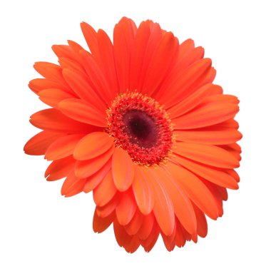 Beyaz arka plan üzerinde izole turuncu gerbera çiçek. Düz yatıyordu, en iyi görünümü