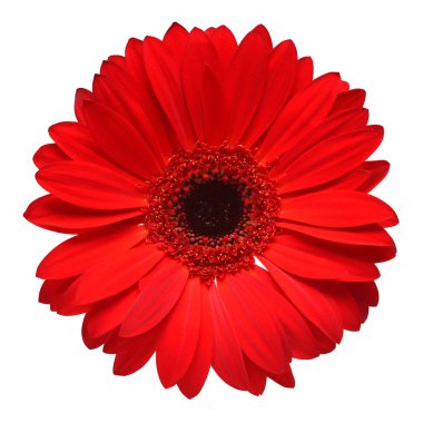 Red gerbera flower isolated on white background. Flat lay, top view clipart