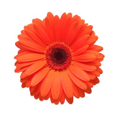 Beyaz arka plan üzerinde izole turuncu gerbera çiçek. Düz yatıyordu, en iyi görünümü
