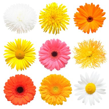 Çiçekler güzel papatya, calendula, gerbera, Kasımpatı, yıldız çiçeği, papatya beyaz arka plan üzerinde izole topluluğu başkanı. Kartı Paskalya. Bahar zamanı ayarlayın. Düz yatıyordu, en iyi görünümü