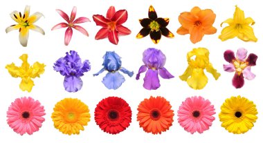 Koleksiyon çiçek Iris, lily, gerbera, Kasımpatı, beyaz bir arka plan üzerinde izole dahlias. Yaratıcı bahar kompozisyon. Paskalya. Sevgililer günü. Düz yatıyordu, en iyi görünümü