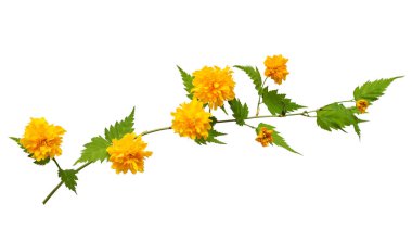 Dal çiçek kerria japonica beyaz arka plan üzerinde izole. Bahar zamanı. Paskalya. Çiçek desenli, nesne. Düz yatıyordu, en iyi görünümü