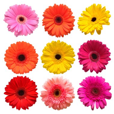 Koleksiyon güzel narin çiçekler gerbera beyaz arka plan üzerinde izole. Moda yaratıcı çiçek kompozisyon. Yaz, Bahar. Düz yatıyordu, en iyi görünümü