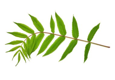 Şube ile beyaz arka plan üzerinde izole yaprakları astilba. Dal yeşil yaprak. Bahar zamanı. Düz yatıyordu, en iyi görünümü