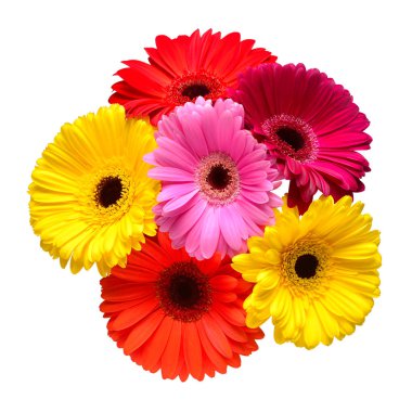 Buket güzel hassas beyaz arka plan üzerinde izole gerbera çiçekleri. Moda yaratıcı çiçek kompozisyon. Yaz, Bahar. Düz yatıyordu, en iyi görünümü