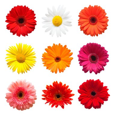 Koleksiyon baş çiçek papatya, gerbera ve beyaz arka plan üzerinde izole calendula. Moda yaratıcı çiçek kompozisyon. Yaz, Bahar. Düz yatıyordu, top vie