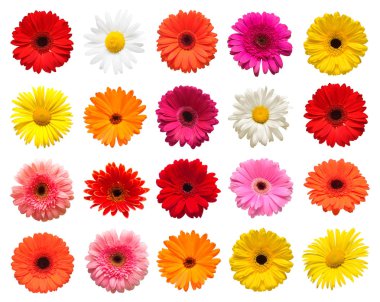 Koleksiyon baş çiçek papatya, gerbera ve beyaz arka plan üzerinde izole calendula. Moda yaratıcı çiçek kompozisyon. Yaz, Bahar. Düz yatıyordu, top vie