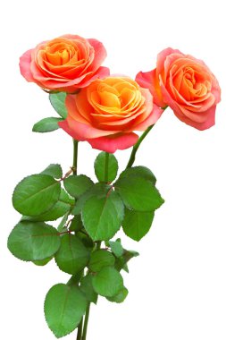 buket pembe Gül beyaz zemin üzerine izole