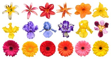 Koleksiyon çiçek Iris, lily, gerbera, Kasımpatı, beyaz bir arka plan üzerinde izole dahlias. Yaratıcı bahar kompozisyon. Paskalya. Sevgililer günü. Düz yatıyordu, en iyi görünümü