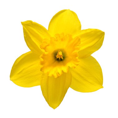 Sarı nergis çiçek izole beyaz arka plan üzerinde. Bahar kavramı. Paskalya. Düz yatıyordu, en iyi görünümü 