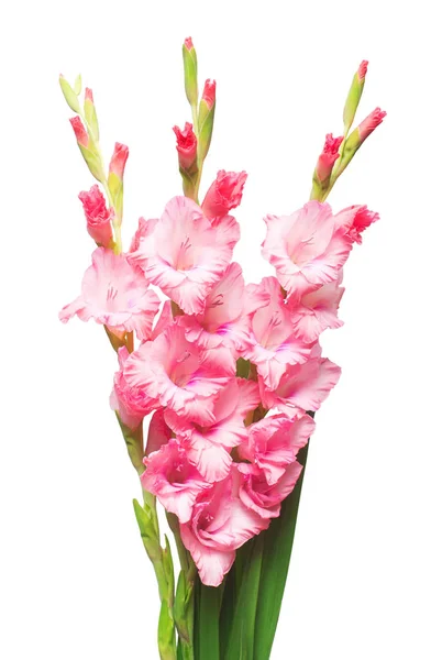 Schöne Rosa Modische Gladiolenblüte Isoliert Auf Weißem Hintergrund Brautstrauß Der — Stockfoto