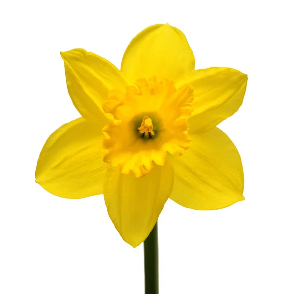 黄色水仙花查出在白色背景 春天的概念 复活节 平面布局 顶部视图 — 图库照片