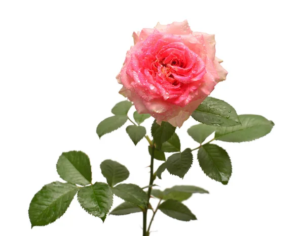 大卫奥斯汀粉红色查出的美丽的玫瑰花在白色背景 创意弹簧概念 平面布局 顶部视图 — 图库照片