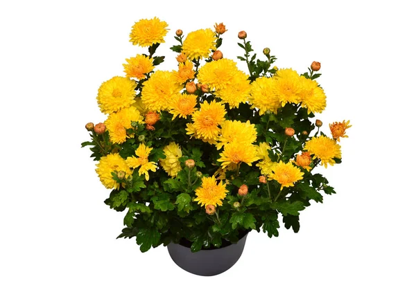 Chrysanthemum flowers yellow autumn in pot isolated on white background. Hello  spring. Grade Nelli. Beautiful plant, garden concept. Flat lay, top view