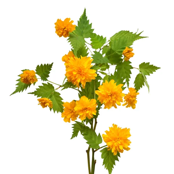 Gren Blomma Kerria Japonica Isolerad Vit Bakgrund Våren Påsk Blommönster — Stockfoto