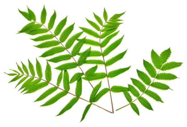 Větve Listy Astilba Izolované Bílém Pozadí Větvička Zelená Listová Jarní — Stock fotografie