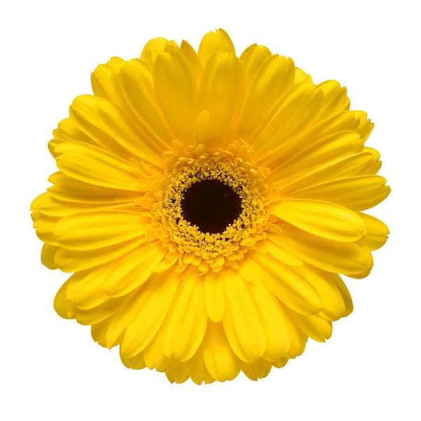 Gula Gerbera Blomma Isolerad Vit Bakgrund Platt Lekmanna Top View — Stockfoto