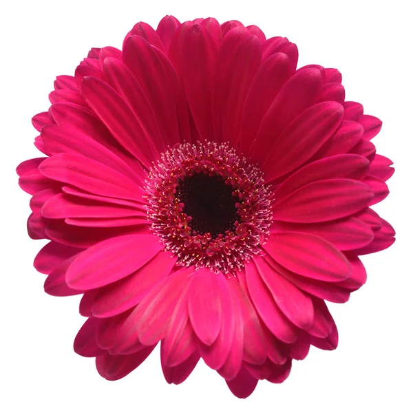 Paarse Gerbera Hoofd Flower Geïsoleerd Witte Achtergrond Plat Lag Top — Stockfoto