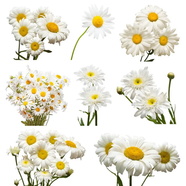 Collectie Bloemen Witte Margriet Geïsoleerd Een Witte Achtergrond Hallo Lente — Stockfoto