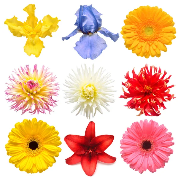 Květiny Vydat Sbírku Krásných Daisy Iris Gerbera Chryzantéma Dahlia Lilie — Stock fotografie