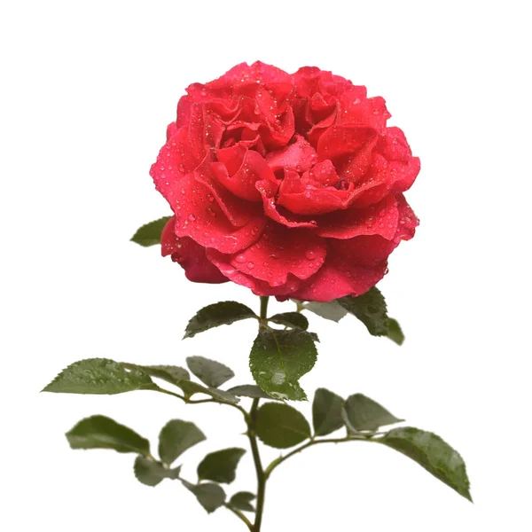 Krásná Květina Červená Růže Izolované Bílém Pozadí Svatební Přání Pozdravem — Stock fotografie