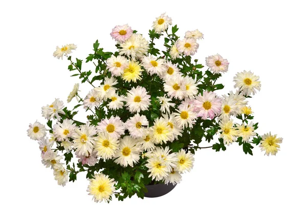 Crisântemo Flores Amarelo Outono Vaso Isolado Fundo Branco Olá Primavera — Fotografia de Stock