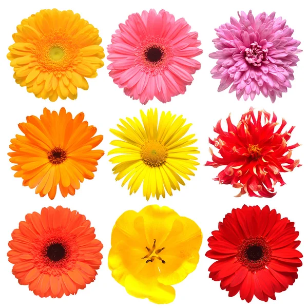 Bloemen Hoofd Collectie Van Prachtige Daisy Tulp Gerbera Chrysant Dahlia — Stockfoto