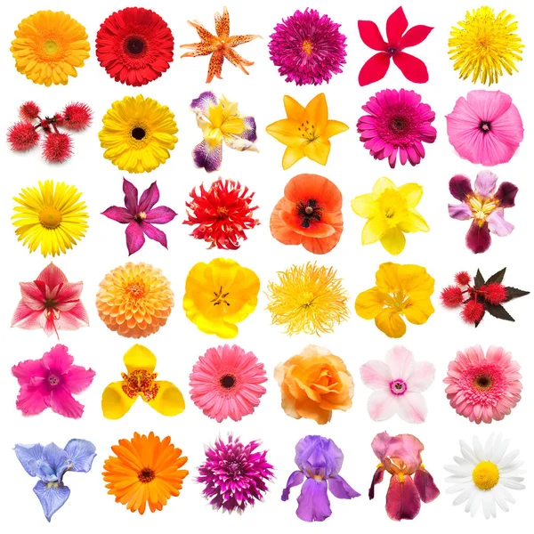 Collection flowers roses, iris, lily, gerbera, chrysanthemums, dahlias, cyclamen, narcissus isolated on a white background. Creative spring composition, Easter, Valentine's Day. Flat lay, top view — Stock Image Collection Flowers Roses Iris Lily Gerbera Chrysanthemums Dahlias Cyclamen Narcissus Royalty Free Stock Photos