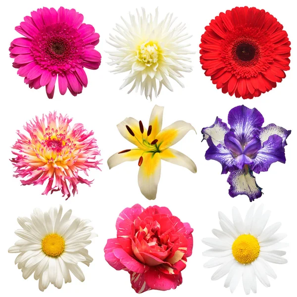 Květiny Hlava Kolekce Krásné Daisy Iris Růže Gerbera Chryzantémy Lilie — Stock fotografie