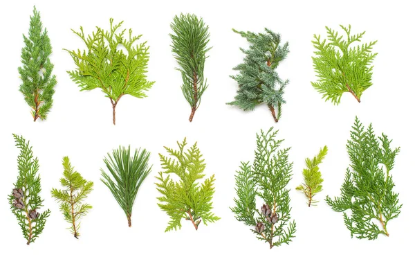 Eine Sammlung Von Zweigen Kiefer Wacholder Thuja Und Zapfen Isoliert — Stockfoto