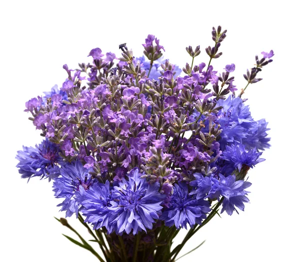 Gäng Lavendel Och Blåklint Isolerad Vit Bakgrund Medicinska Örter Blommig — Stockfoto