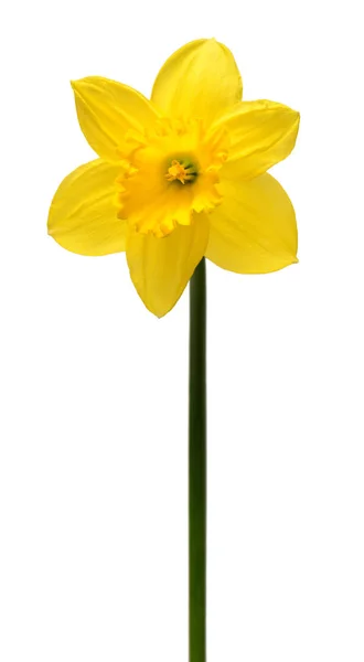 Bunga Daffodil Kuning Terisolasi Pada Latar Belakang Putih Konsep Musim — Stok Foto