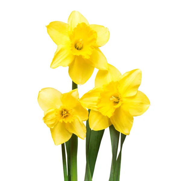 Bouquet Fleurs Jonquilles Jaunes Isolées Sur Fond Blanc Couché Plat — Photo