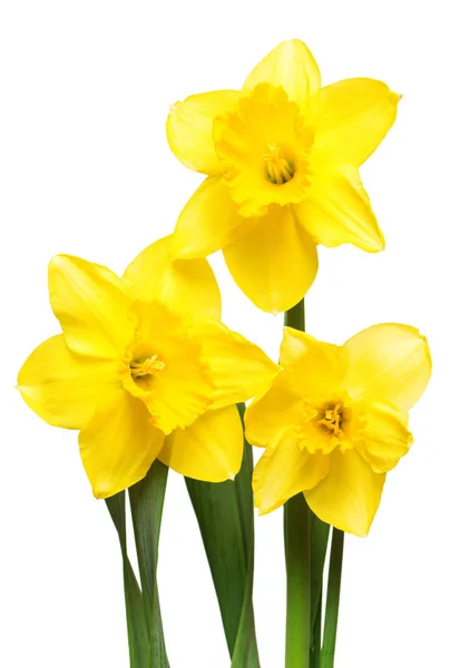 Ramo Flores Narcisos Amarillos Aisladas Sobre Fondo Blanco Piso Tendido —  Fotos de Stock