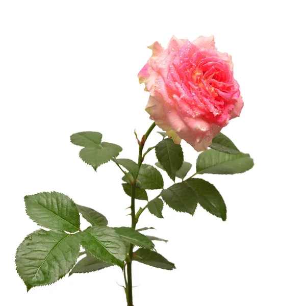 Vacker Ros Blomma David Austin Rosa Isolerad Vit Bakgrund Kreativa — Stockfoto