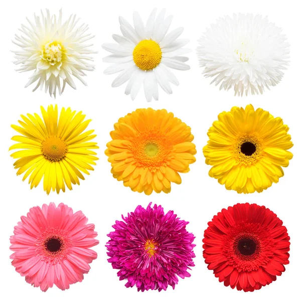 Kwiaty Głowy Kolekcja Pięknej Daisy Nagietek Gerbera Chryzantema Dalia Rumianek — Zdjęcie stockowe